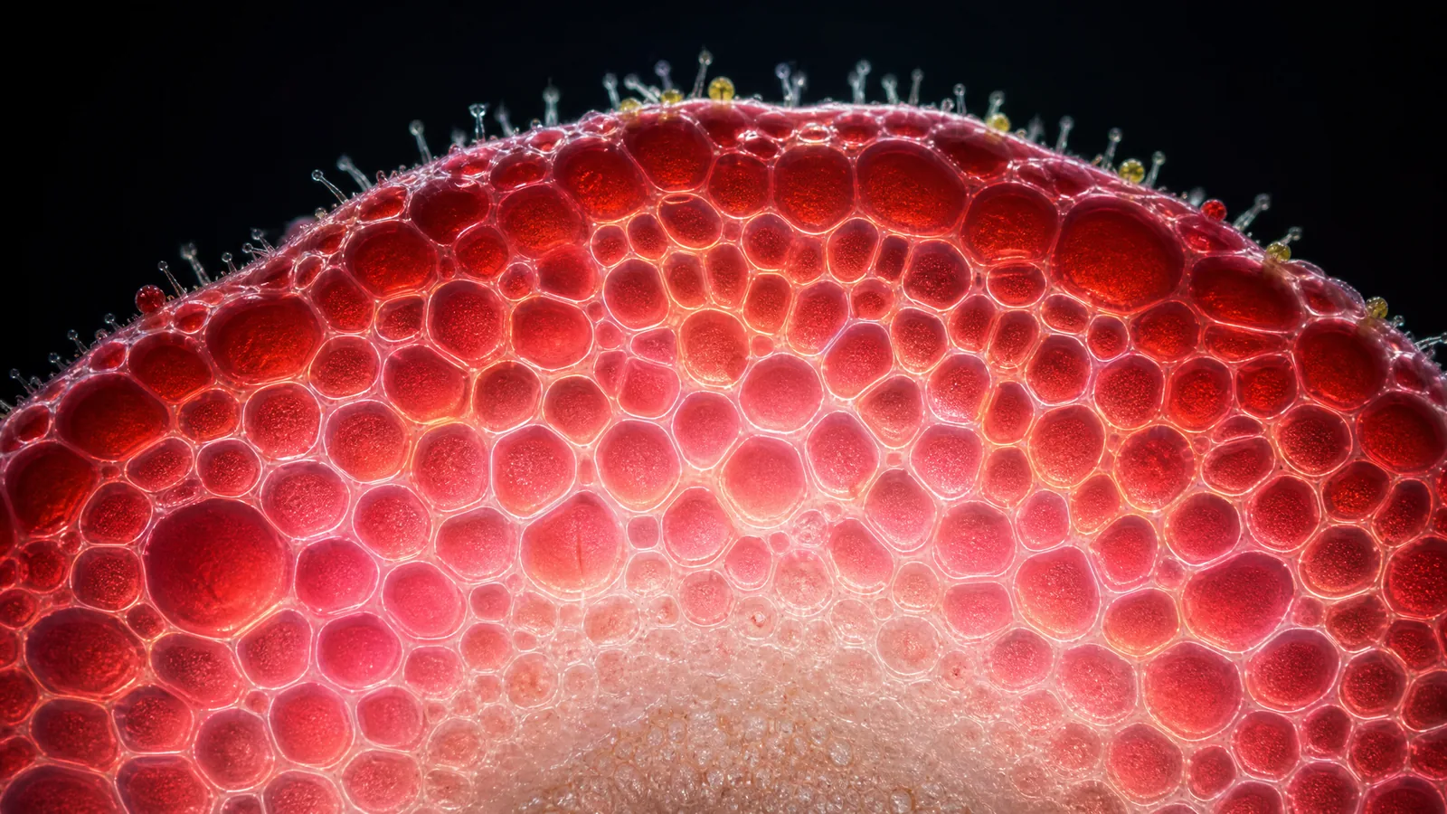 Receptacle cell architecture — the cellular basis of fruit enlargement